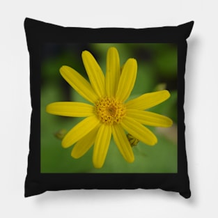 Arnica Pillow