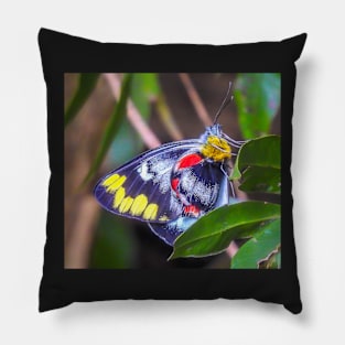 Imperial Jezebel Butterfly Pillow