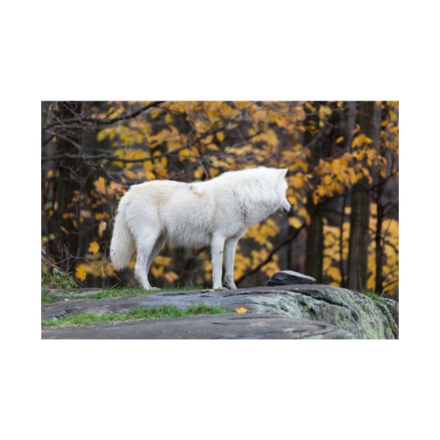 Arctic Wolf - Parc Omega, Quebec by josefpittner