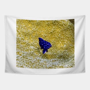 Juvenile Yellowtail Damselfish Tapestry