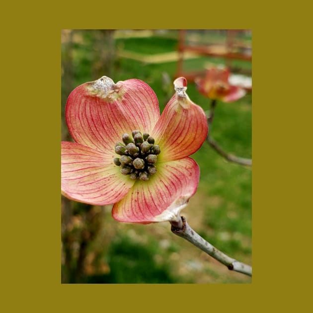 Lispe Pink Dogwood Flower by Lispe