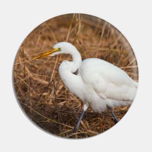 Elegant Great Egret in the Reeds Pin