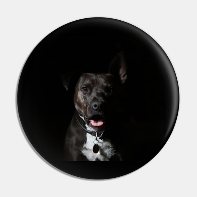 pit bull Pin by DonVector