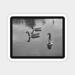 Gaggle of geese Magnet