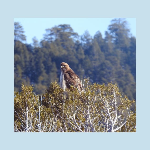 Red-tailed hawk, birds, wildlife, gifts by sandyo2ly