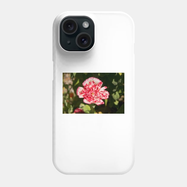 blb carnation rose Phone Case by pcfyi