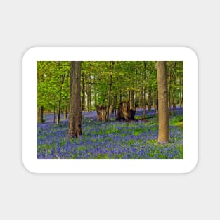 Bluebells Bluebell Woods Greys Court Oxfordshire UK Magnet