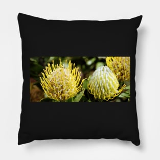 Proteas, Kirstenbosch Gardens, South Africa Pillow