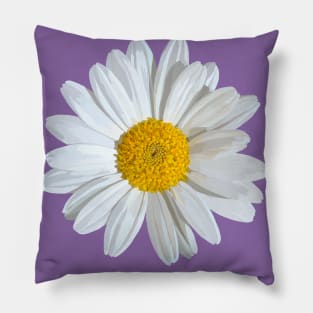 White marguerite blossom on purple Pillow