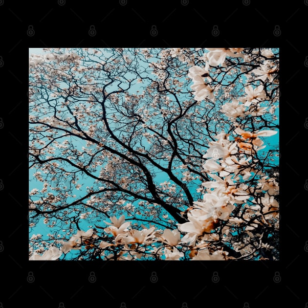 Sakura Tree in Blossom by Vinit53