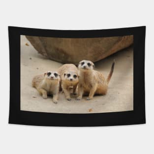 Our Cuteness Comes In A Package Deal, 3 For 1! Tapestry