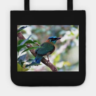 Blue Crowned Motmot Perching on Branch Photo Tote