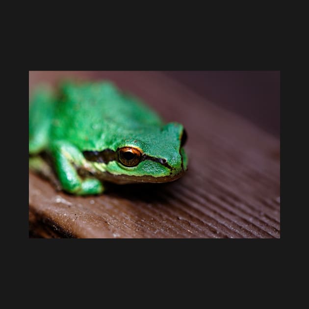 Tree frog on wood by blossomcophoto