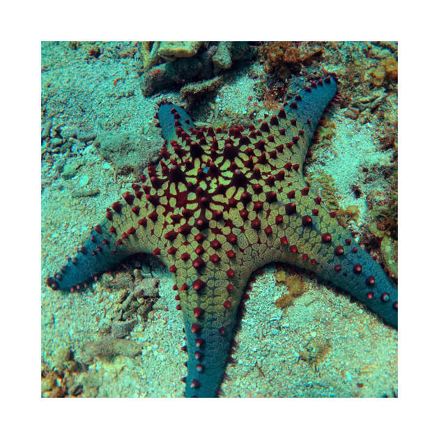 Chocolate Chip Sea Star by likbatonboot