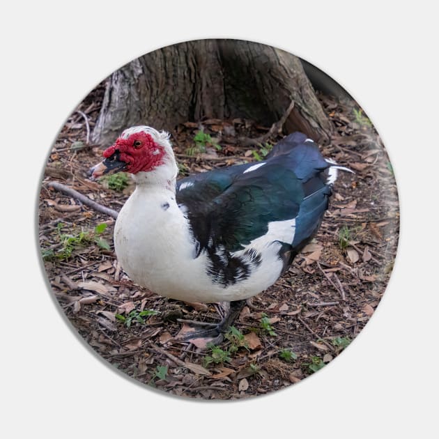 Muscovy Duck Red Black and White Pin by SafariByMarisa