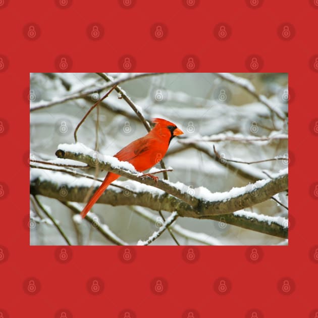 Northern Cardinal Bird on Tree Branch by lauradyoung