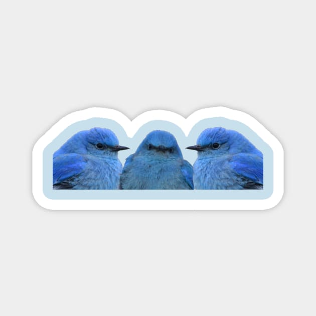 Bluebird Trio Magnet by Whisperingpeaks
