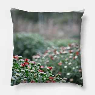 Chrysanthemum Pillow