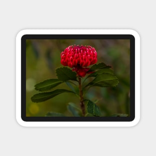 Waratah Magnet