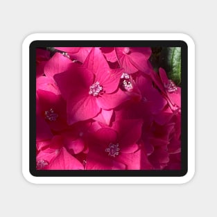 Perfect Pink Hydrangea in the Shadows. Magnet