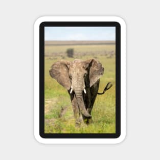 Elephant on the Serengeti, Tanzania Magnet