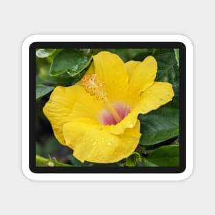 Wet Yellow and Pink Flower 2 Magnet