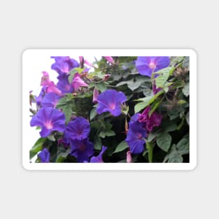 Spring Morning Glories in Blue Magnet