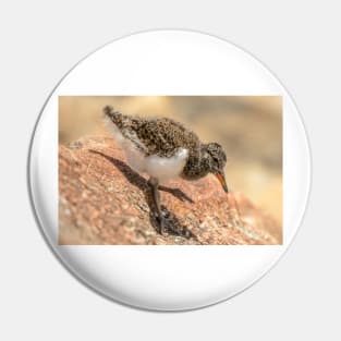 Oystercatcher Chick 02 Pin