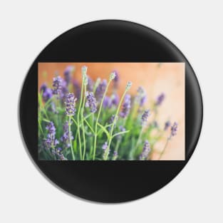 Lavender flowers in front of terracotta pot Pin