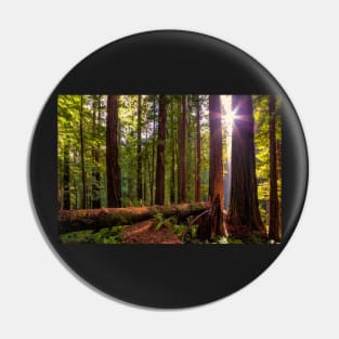 Redwood Forest at Sunset Pin