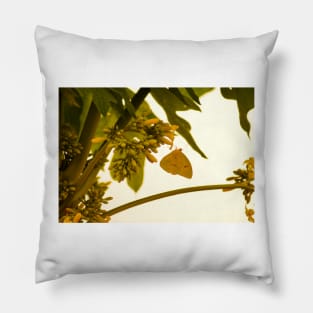 cli yellow butterfly Pillow