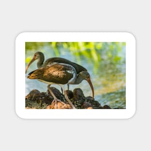 white ibis in Gatorland 2 Magnet