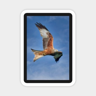 Red Kite Bird of Prey (Milvus Milvus) Magnet