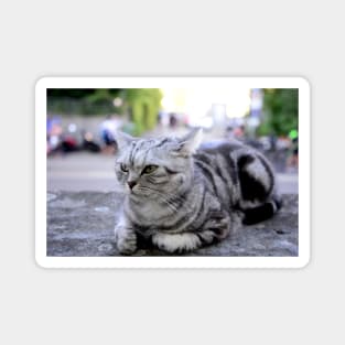 sphinx cat / Swiss Artwork Photography Magnet