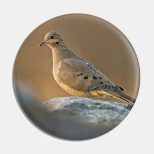 Mourning Dove On Rock Pin