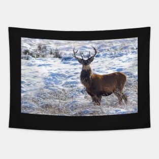 Wild Stag in the snow on a derbyshire moor Tapestry