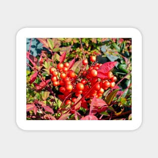 Red Berries in Fall Magnet
