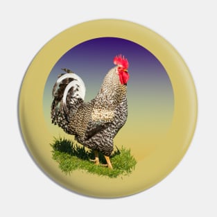 Rooster at Sunrise Pin