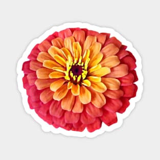 Zinnia in Shades of Orange Magnet