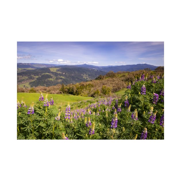 Lupine flowers and mountains by blossomcophoto