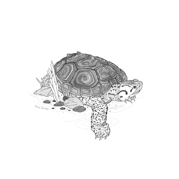 Diamondback Terrapin Turtle Art by CMTR Store