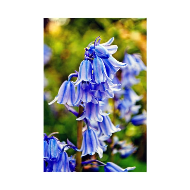 Bluebells Spring Flowers Hyacinthoides by Andy Evans Photos