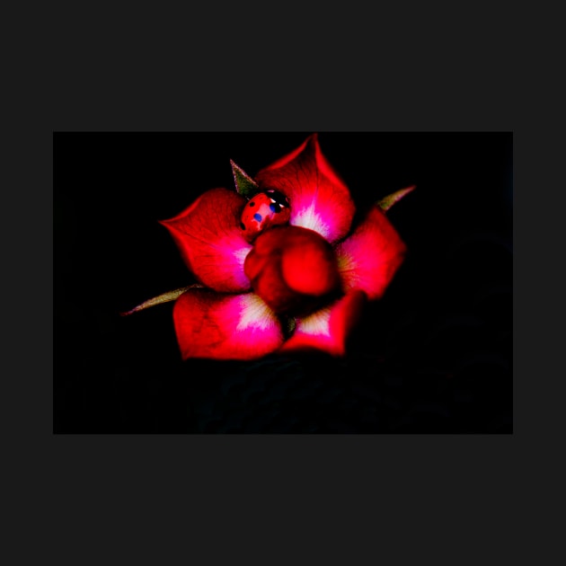 Ladybird on a Red Rose by captureasecond