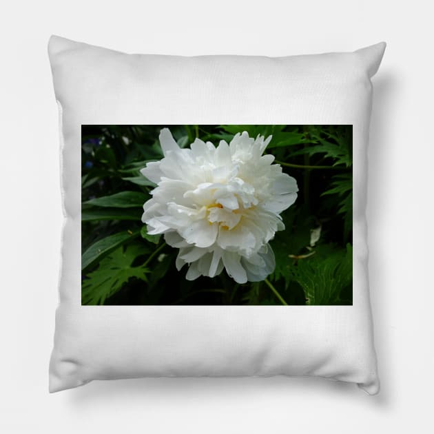 Winter Park Garden Study 3 Pillow by bobmeyers