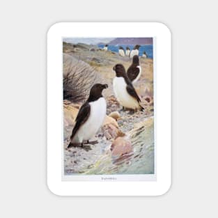 Razorbill Magnet