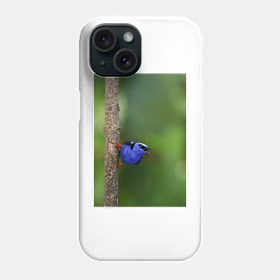 Red-legged Honeycreeper - Costa Rica Phone Case