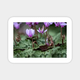 Cyclamen hederifolium (ivy-leaved cyclamen) Magnet