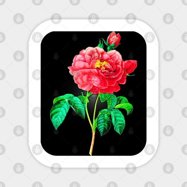 Black Panther Art - Rose Art 7 Magnet by The Black Panther