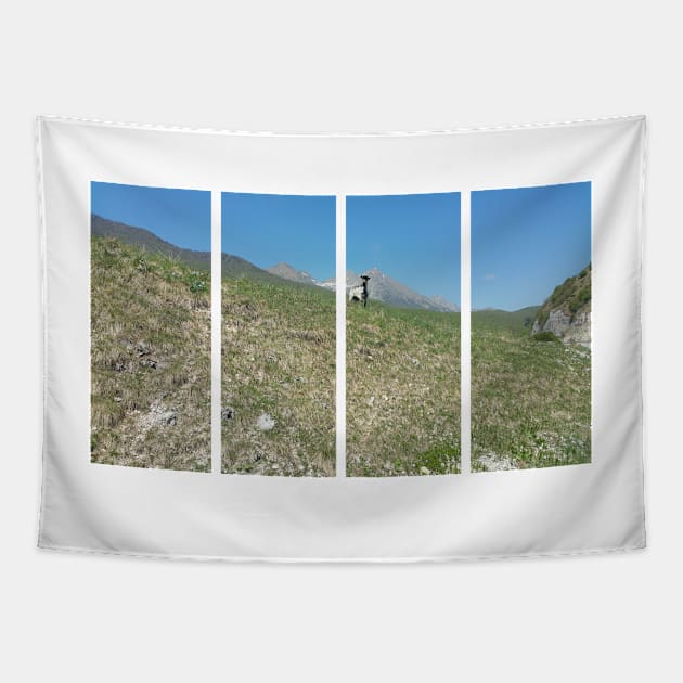 A static shot from the panoramic point Castaldia di Piancavallo of a black and white goat watching me. Beautiful nature in a spring sunny day; no people around Tapestry by fabbroni-art