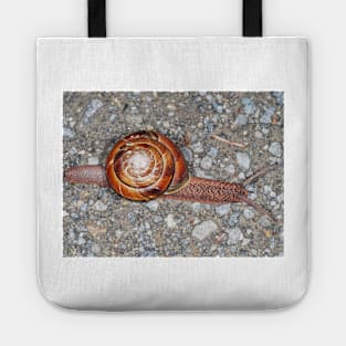 Pacific sideband snail (Monadenia fidelis) Tote